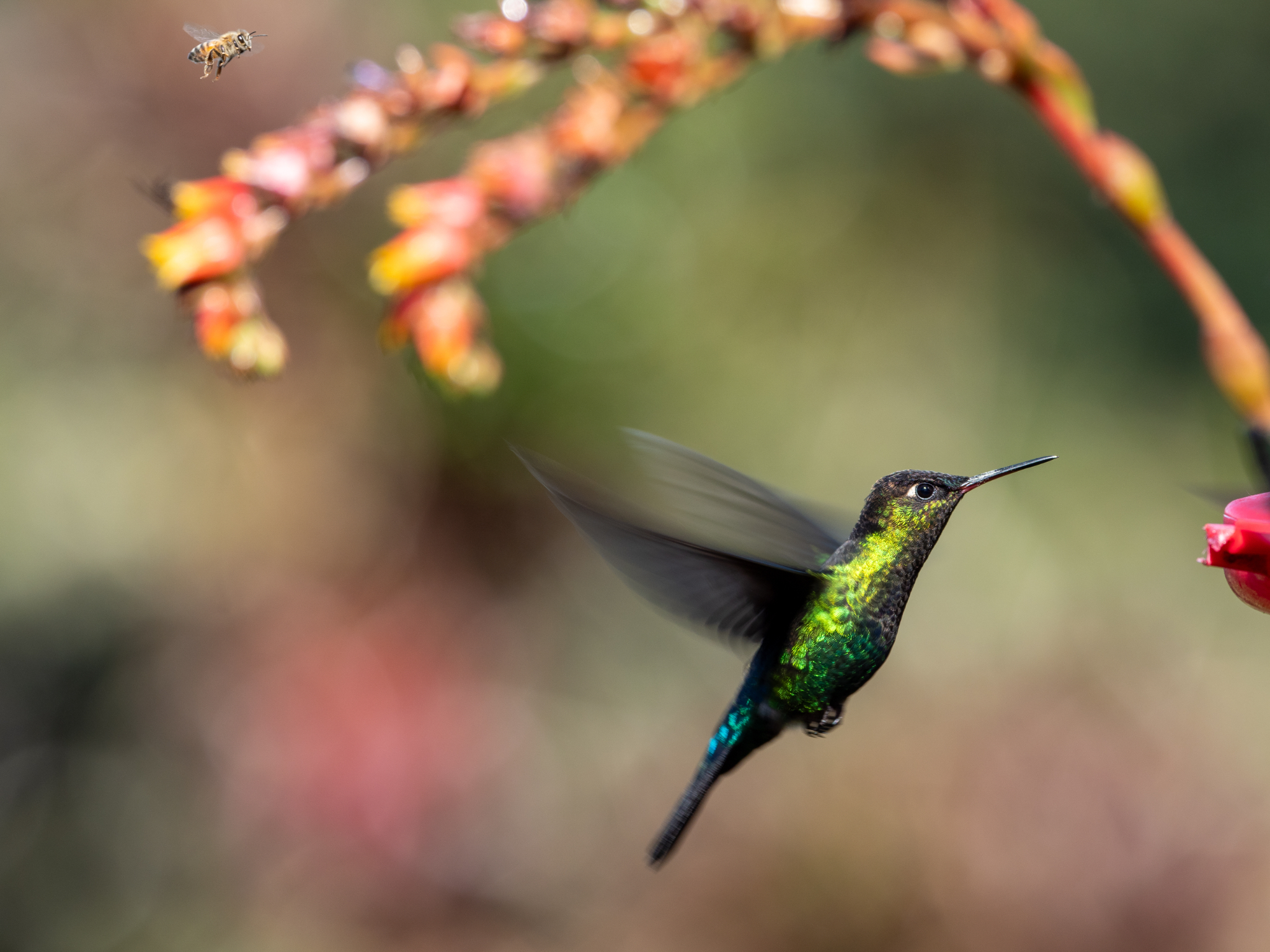 Fiery throated Hummingbird